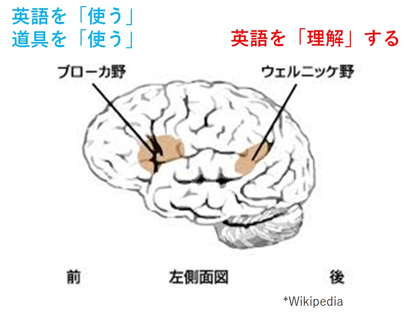 脳の構造と英語